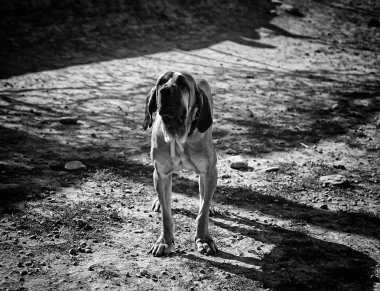 Komik köpek sokak özenli ve evcil hayvan hayvanlar yürüyen