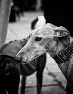 Sokakta, hayvanlar kurtarıldı yürürken tazı kabul