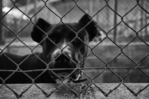 Vergrendelde Kennel Honden Verlaten Verdriet — Stockfoto