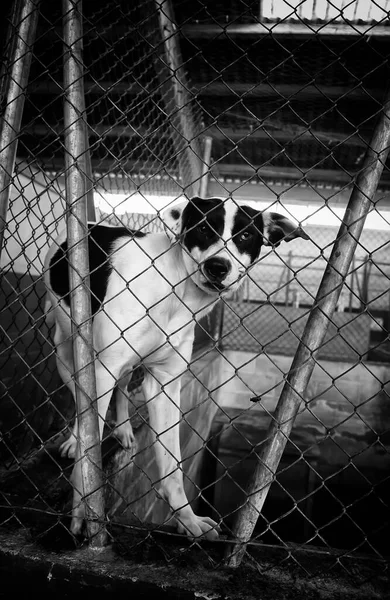 Kilitli Köpek Kulübeleri Terk Edilmiş Üzüntü — Stok fotoğraf