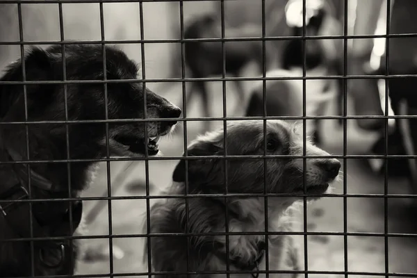 Cães Canil Trancados Abandonados Tristeza — Fotografia de Stock