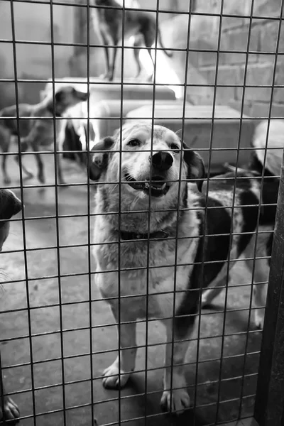 Versperrte Zwingerhunde Ausgesetzt Trauer — Stockfoto