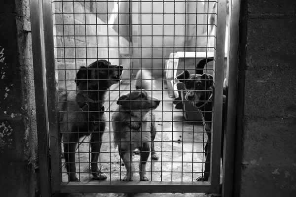 Låsta Kennel Hundar Övergivna Sorg — Stockfoto