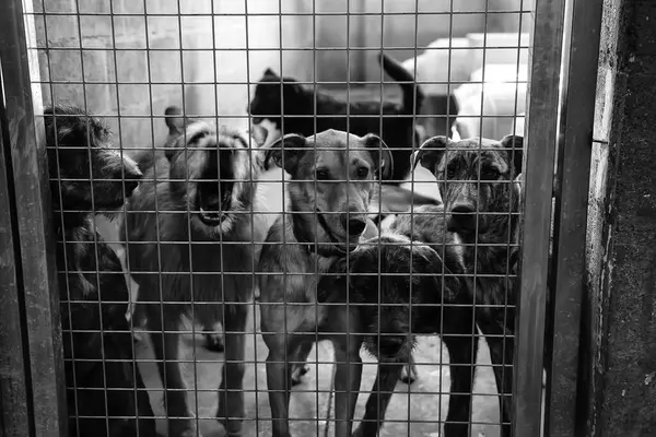 Perrera Encerrada Perros Abandonados Tristeza — Foto de Stock