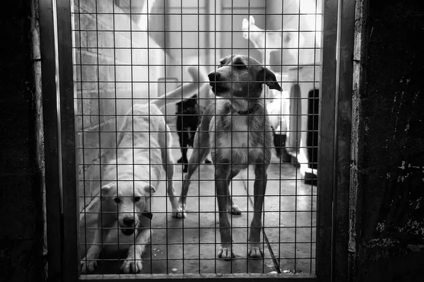 Vergrendelde Kennel Honden Verlaten Verdriet — Stockfoto