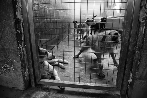 Perrera Encerrada Perros Abandonados Tristeza —  Fotos de Stock