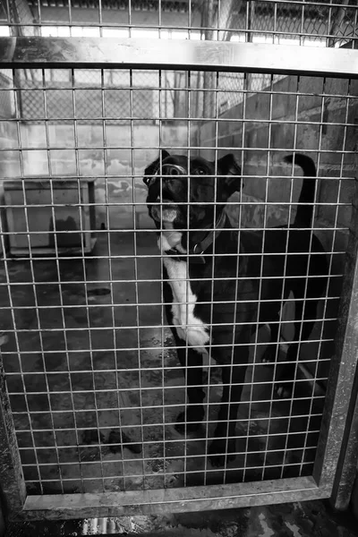Perrera Encerrada Perros Abandonados Tristeza — Foto de Stock