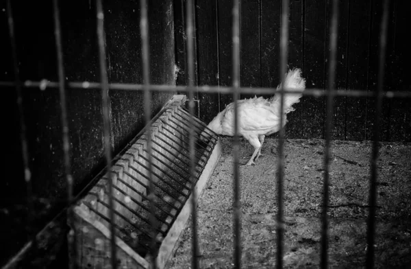 Gallina Una Jaula Encerrada Corral Abuso Animales Industria — Foto de Stock