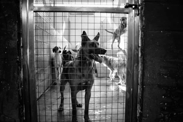 Perro Perrera Cerrada Animales Abandonados Abuso —  Fotos de Stock