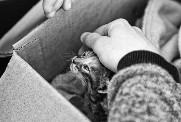 Verlaten Kattenpups Kartonnen Doos Huisdieren — Stockfoto