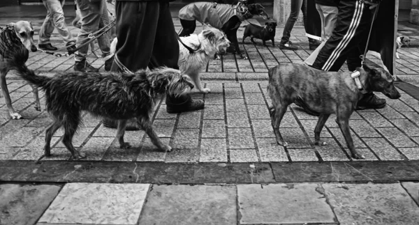 Собака Гуляет Улице Домашние Животные — стоковое фото