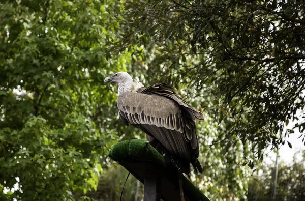 Águila Silvestre Ave Rapaz Animales Naturaleza —  Fotos de Stock