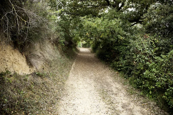 Floresta Outono Paisagem Natural Árvores Folhas — Fotografia de Stock