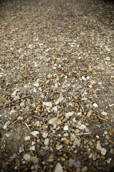 Folhas Outono Chão Parque Estações Ambiente — Fotografia de Stock