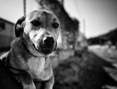Komik köpek sokak özenli ve evcil hayvan hayvanlar yürüyen