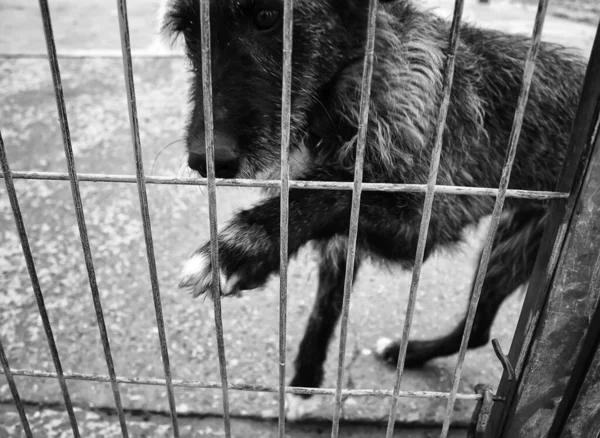 Cão Canil Fechado Animais Abandonados Abuso — Fotografia de Stock