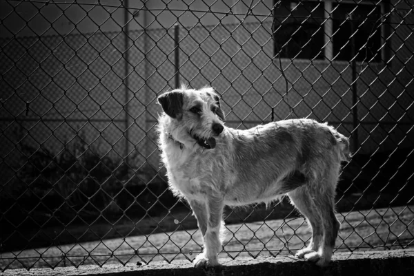 Perro Perrera Cerrada Animales Abandonados Abuso —  Fotos de Stock