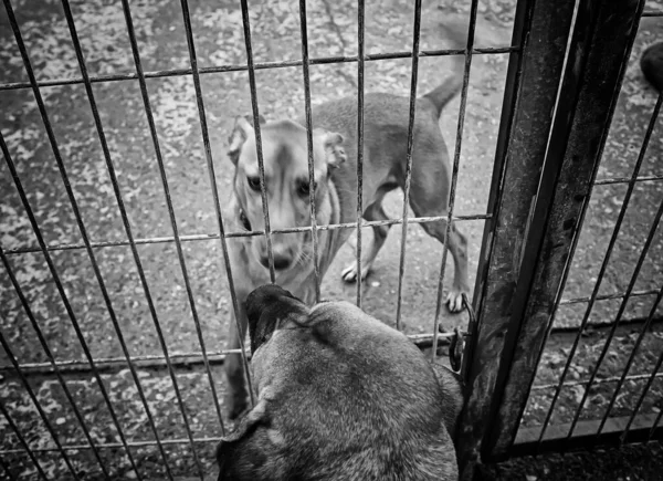 閉鎖された犬 放棄された動物 — ストック写真