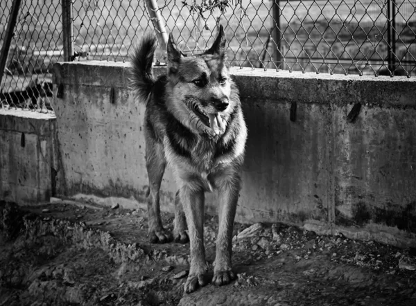 Divertido Perro Paseando Calle Atento Animales Mascotas —  Fotos de Stock