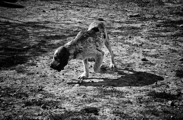 Lustiger Hund Beim Gassigehen Auf Der Straße Aufmerksam Tiere Und — Stockfoto