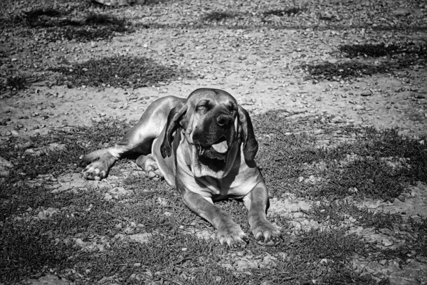 Собачья Фила Бразилейро Опекун Собаки Компании — стоковое фото