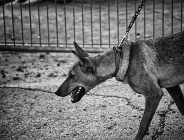 Funny Pes Ulici Pozorný Zvířata Domácí Zvířata — Stock fotografie