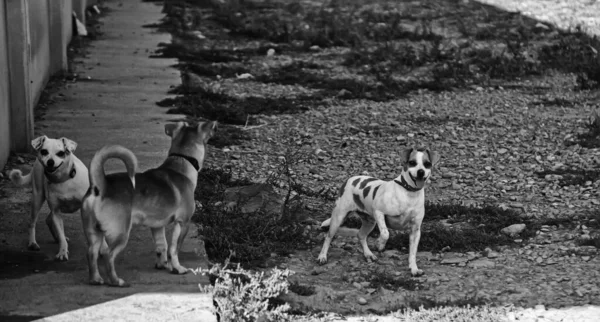 Divertido Perro Paseando Calle Atento Animales Mascotas — Foto de Stock