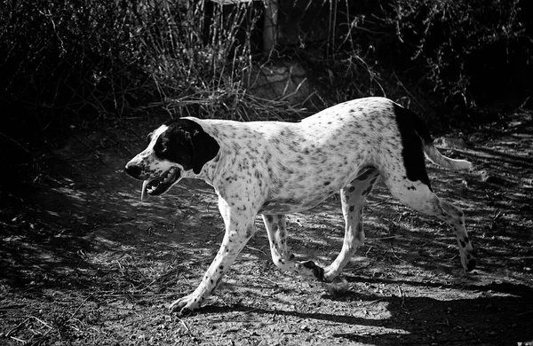 Смешная Собака Гуляет Улице Внимательный Животные Домашние Животные — стоковое фото