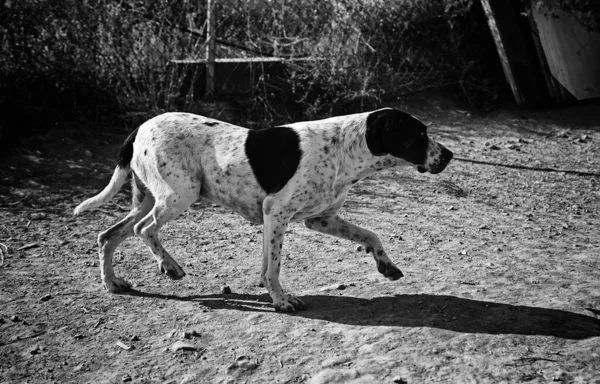 Komik Köpek Sokak Özenli Evcil Hayvan Hayvanlar Yürüyen — Stok fotoğraf