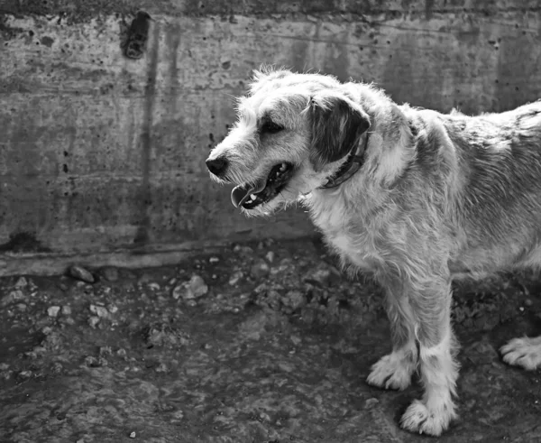 Chien Drôle Marchant Dans Rue Attentif Animaux Animaux Compagnie — Photo