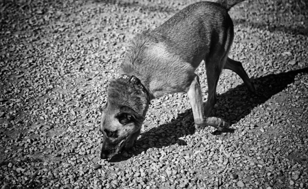 Cão Engraçado Andando Rua Atencioso Animais Animais Estimação — Fotografia de Stock