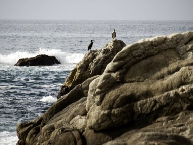 Martı doğal Park, kuşlar özgürlük