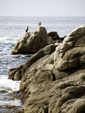 Martı doğal Park, kuşlar özgürlük