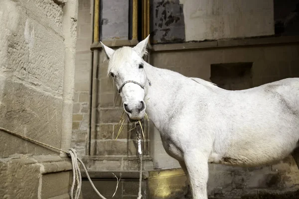 Häst Gårdens Äng Växtätande Och Vilda Djur — Stockfoto