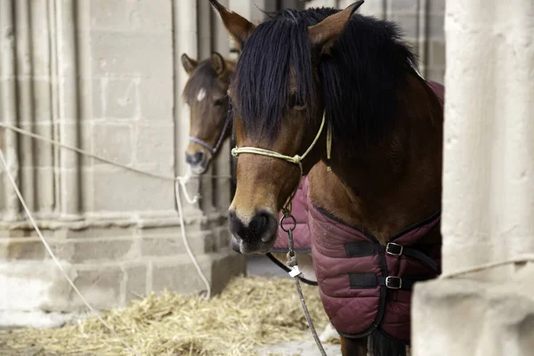 Paard Wei Plantenetend Wild Dier — Stockfoto