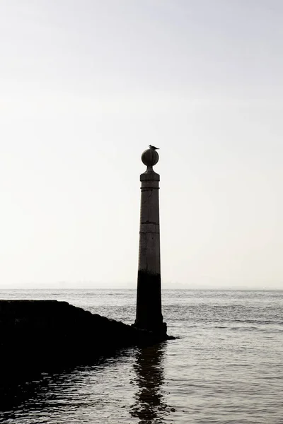 Fiskmåsar Lissabon Uppgifter Vilda Fåglar Vilda Djur — Stockfoto
