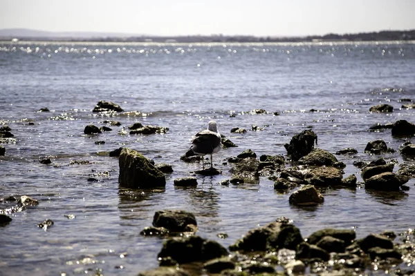 Seagulls Lisbon Detail Wild Birds Animals Wild — Stock Photo, Image