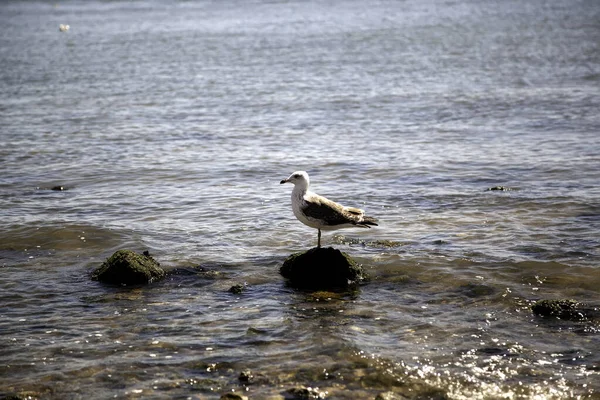 Gaivotas Lisboa Detalhe Aves Selvagens Animais Estado Selvagem — Fotografia de Stock