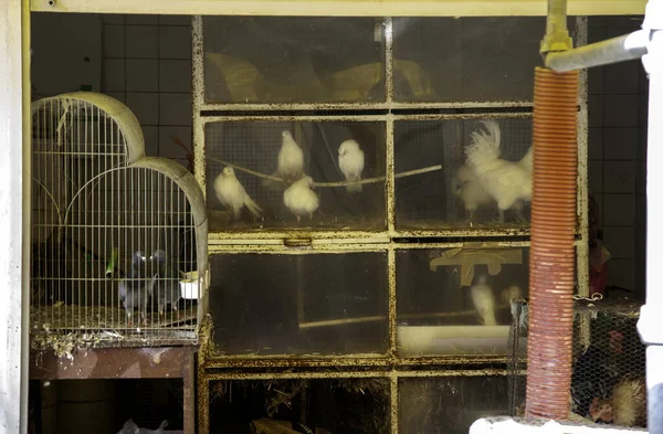 中国市场上的鸟类 为人类提供动物饲料的详细情况 — 图库照片