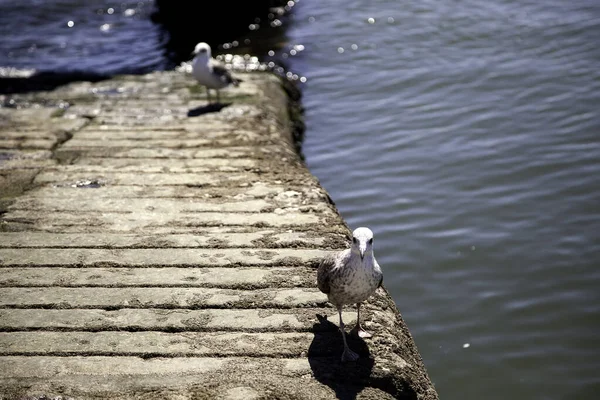 Gaivotas Lisboa Detalhe Aves Selvagens Animais Estado Selvagem — Fotografia de Stock