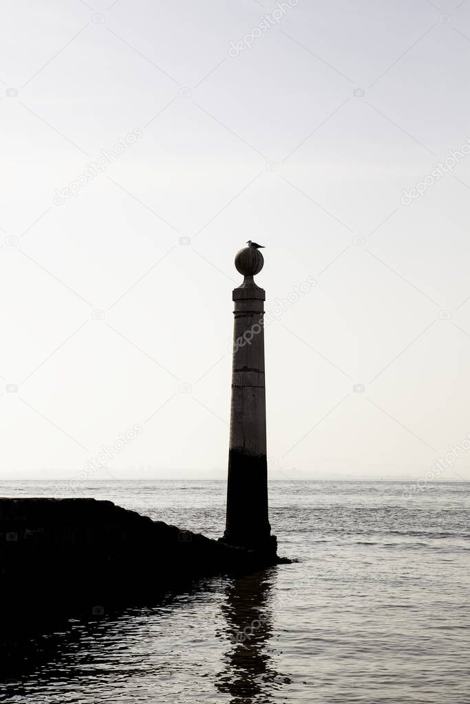 Seagulls in Lisbon, detail of wild birds, animals in the wild