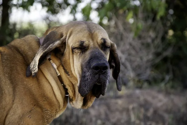 会社の犬の保護者である犬の映画ブラジリロ — ストック写真