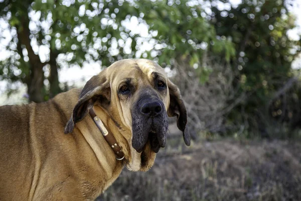 Pies Fila Brasileiro Opiekun Psów Towarzystwa — Zdjęcie stockowe