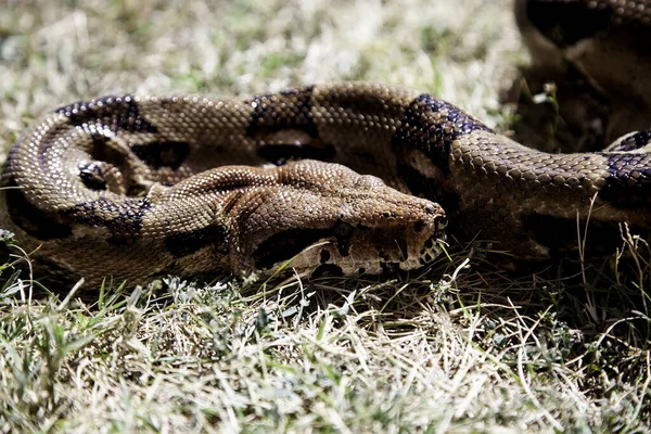 Serpente Venenosa Selvagem Detalhes Réptil Veneno Mortal — Fotografia de Stock