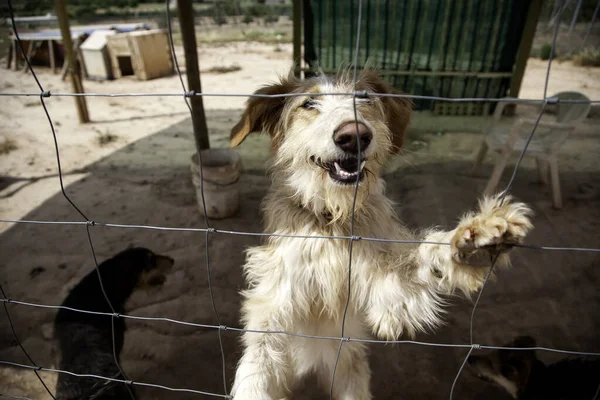 Cães Mastim Triste Campo Abandono Animal — Fotografia de Stock