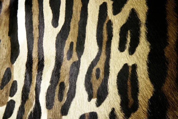 Wilde Leopardenhaut Tierhaar Detail Grausamkeit — Stockfoto