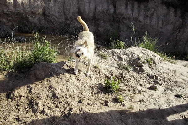 Cane Bagnato Che Trema Dettaglio Animale Domestico Libertà Animale Domestico — Foto Stock