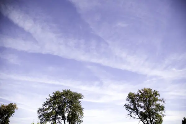 Collina Con Alberi Nella Natura Dettaglio Dell Ambiente Libertà — Foto Stock