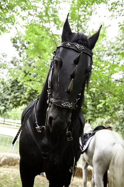 Middeleeuws Zwart Paard Versierd Dier Volbloed — Stockfoto