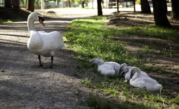 Cisne Con Bebés Detalle Aves Silvestres — Foto de Stock